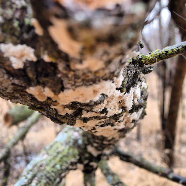 苔藓在树上生长图片下载