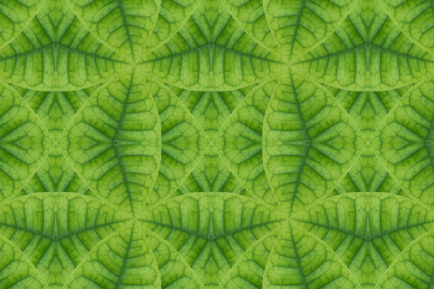 从叶子的想法。(绿色图案来自叶子概念)图片下载