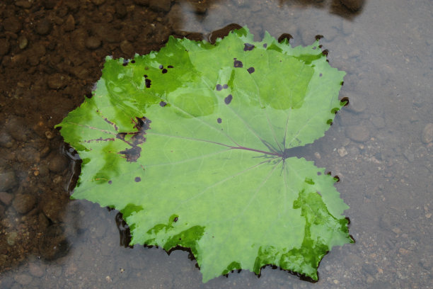 水面上的叶子图片下载