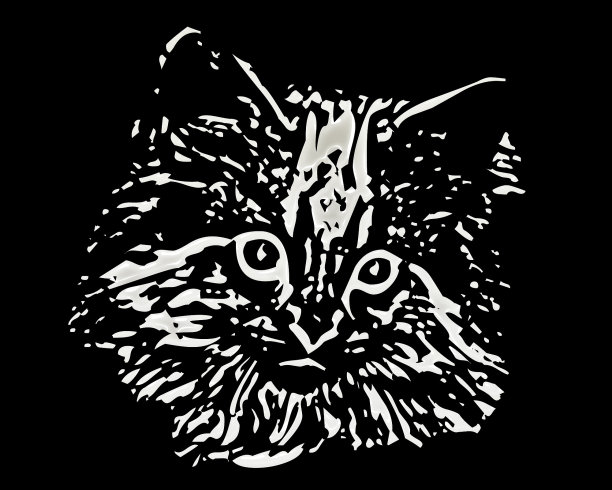 白色的猫脸图片下载