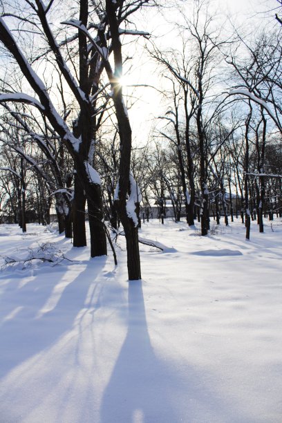 霜，太阳，雪和树图片下载