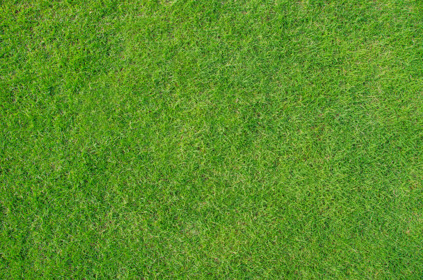 草地的背景图片下载