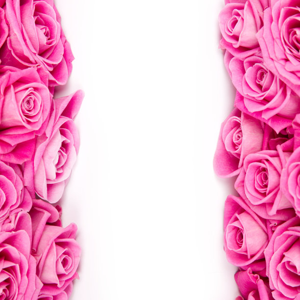 玫瑰花朵图片下载