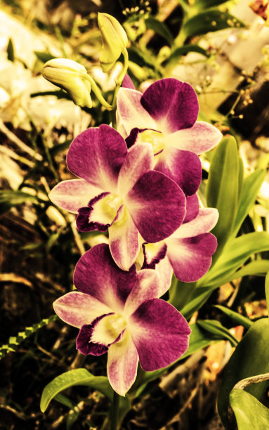 泰国紫兰花，有深褐色效果图片下载