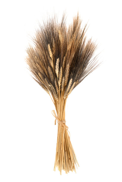 耳朵的小麦图片下载