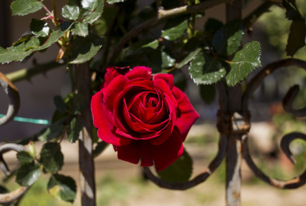 红玫瑰图片下载