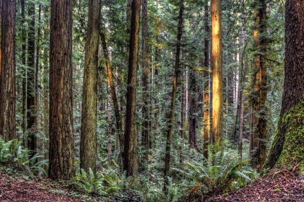 红杉森林图片下载