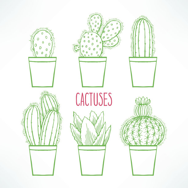 可爱的绿色小仙人掌图片下载