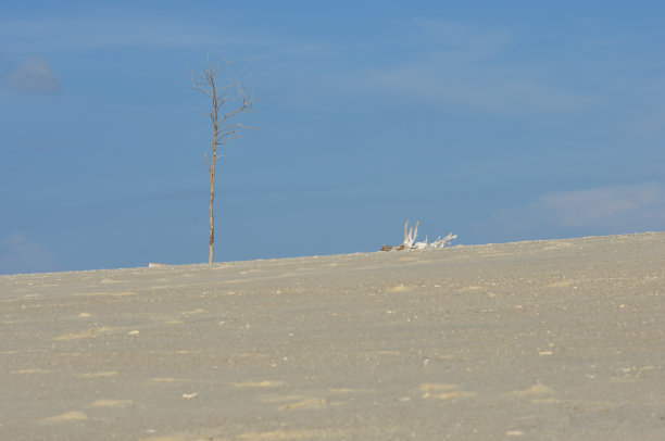 海滩上的干松图片下载