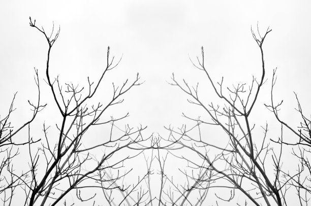 在白色背景上没有叶子的树图片下载