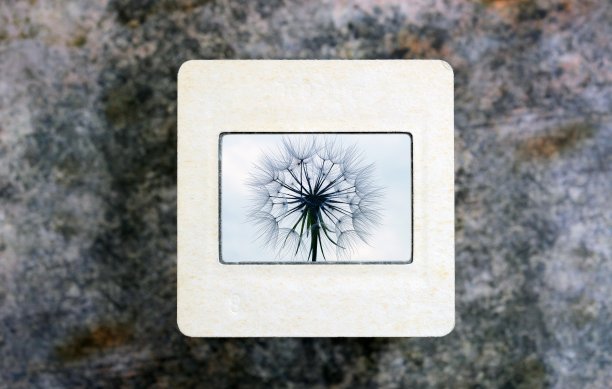 幻灯片上的蒲公英图片下载