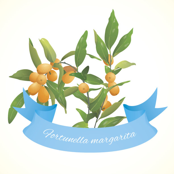 金橘(Fortunella)工厂图片下载