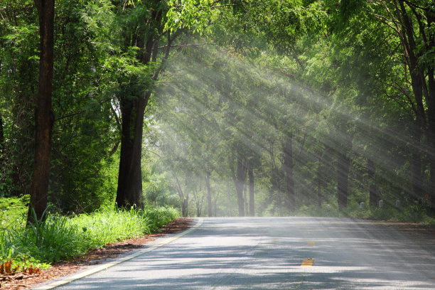 夕阳下的森林路。图片下载