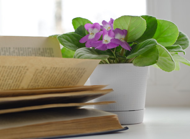 窗台上的紫罗兰花图片下载