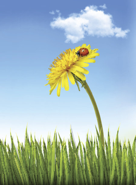 蒲公英在蓝天和绿草的背景与ladybud图片下载