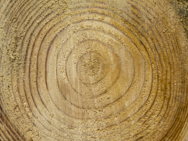 树的年轮图片下载