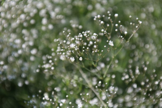 吉普菲拉是开花植物图片下载
