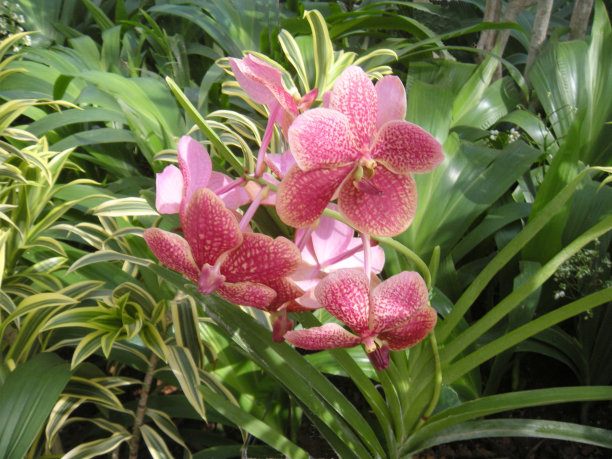 花园里的兰花和凤梨花图片下载