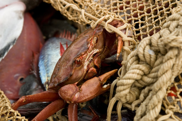 拖网渔业对海洋动物种群的影响图片下载