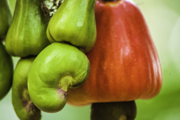 Jocote玛拉?开/腰果图片下载