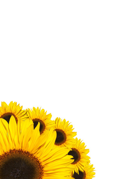 向日葵孤立图片下载