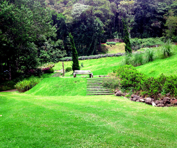 绿色的花园图片下载