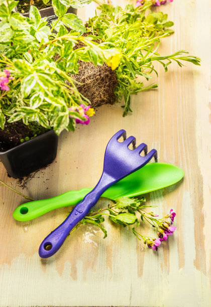 园艺工具:铲子和耙子与地被植物图片下载