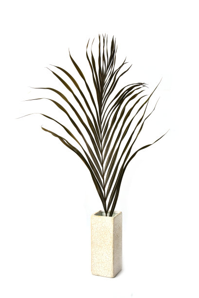 白色背景上的花瓶图片下载