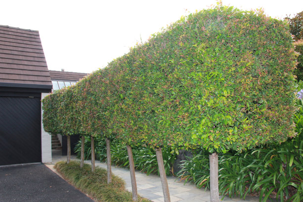 装饰路径与修剪和装饰墙图片下载