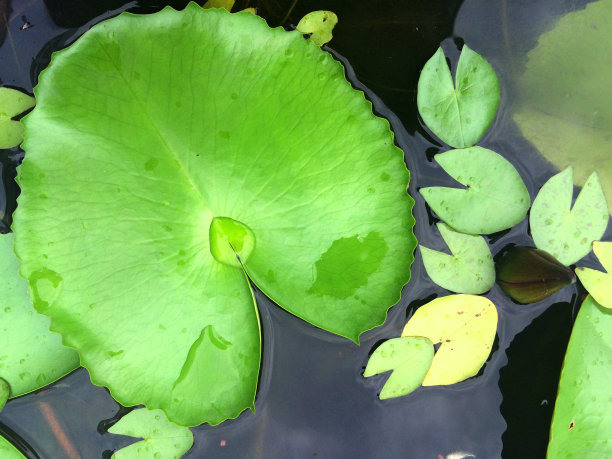 心形的叶子图片下载