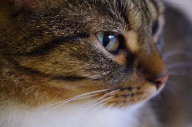 猫的漂亮脸蛋图片下载