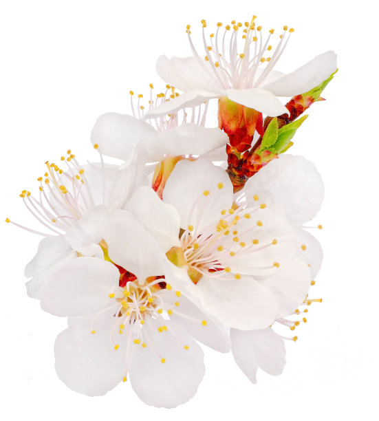 孤立在白色背景上的杏树花图片下载