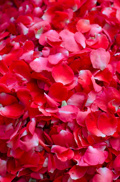 玫瑰花瓣背景图片下载