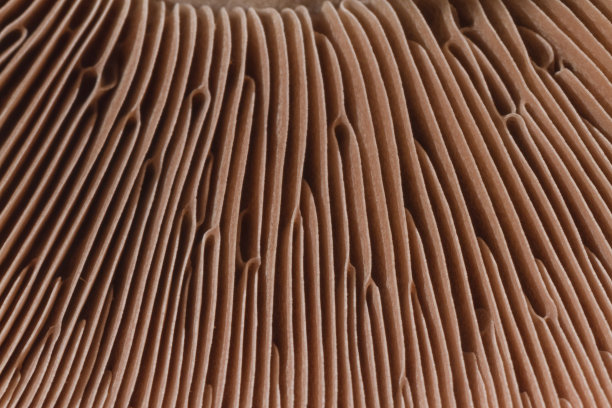 蘑菇鳃图片下载