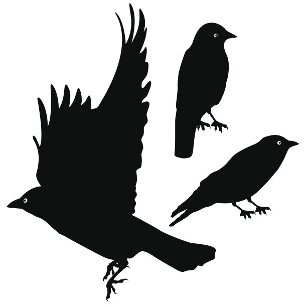 鸟剪影模板集。加上EPS10图片下载