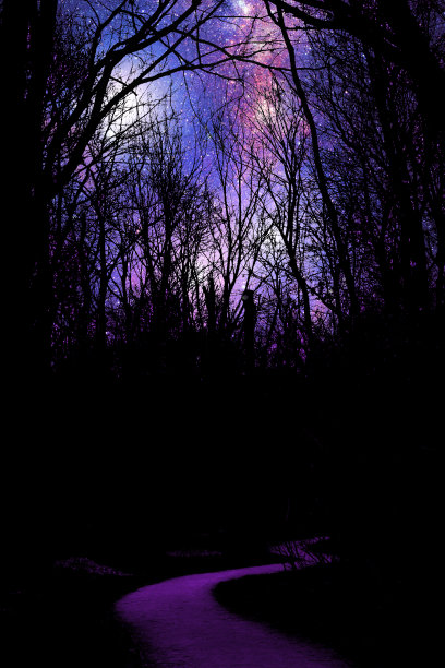 冬日繁星点点的森林剪影图片下载