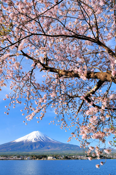 富士山和樱桃树图片下载