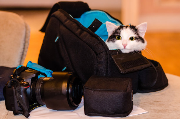 猫坐在袋子里图片下载