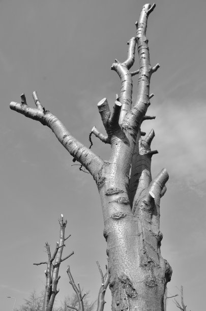 修剪树图片下载