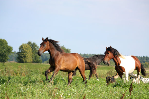 两匹马和狗在牧场上奔跑图片下载