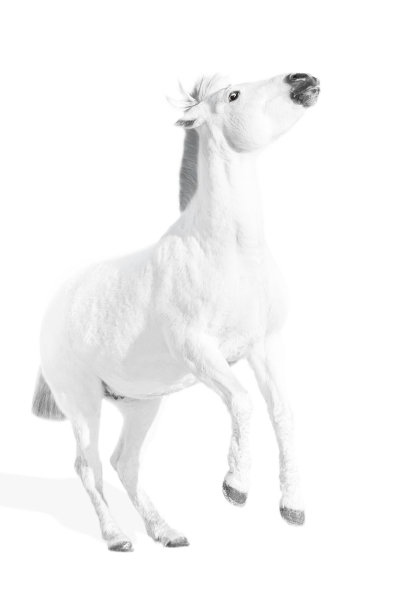 白色背景上的白马图片下载