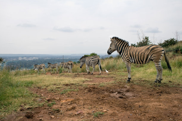 山地斑马(斑马属)图片下载