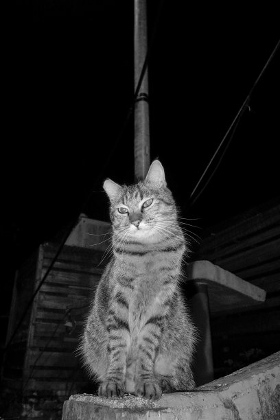 流浪猫(黑白摄影)图片下载
