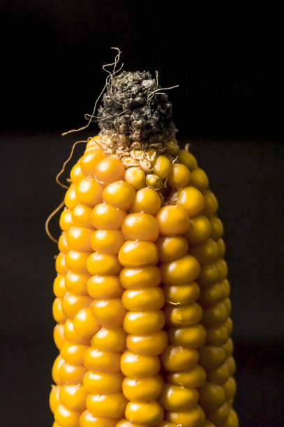 玉米，穗轴，黄色，黑色，成熟，谷物，食物，健康，玉米图片下载