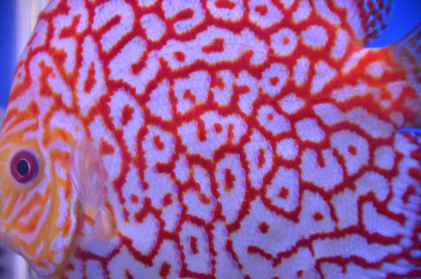 庞巴度图片下载