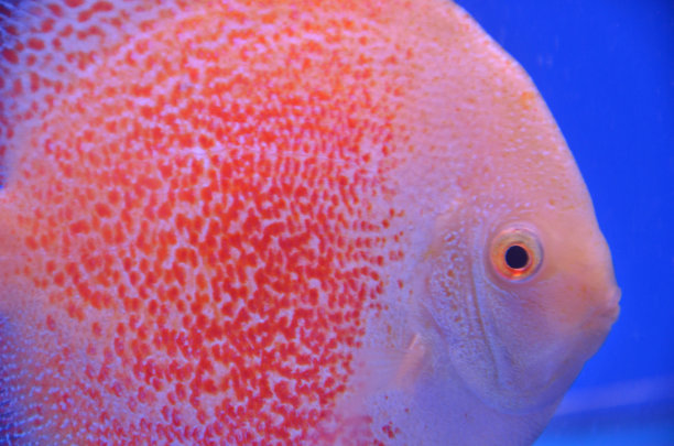 庞巴度图片下载