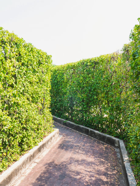 绿叶墙与小径图片下载