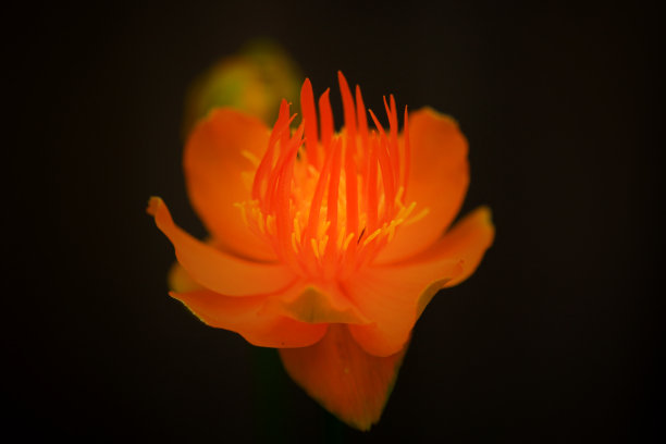 金皇后金梅草属植物图片下载