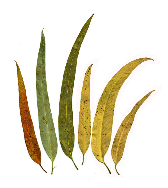 桉树叶图片下载