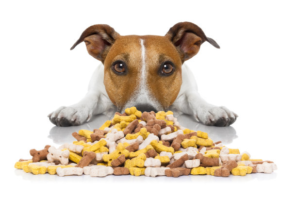 饥饿的狗图片下载